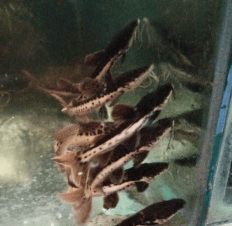 Ikan Leopard catfish