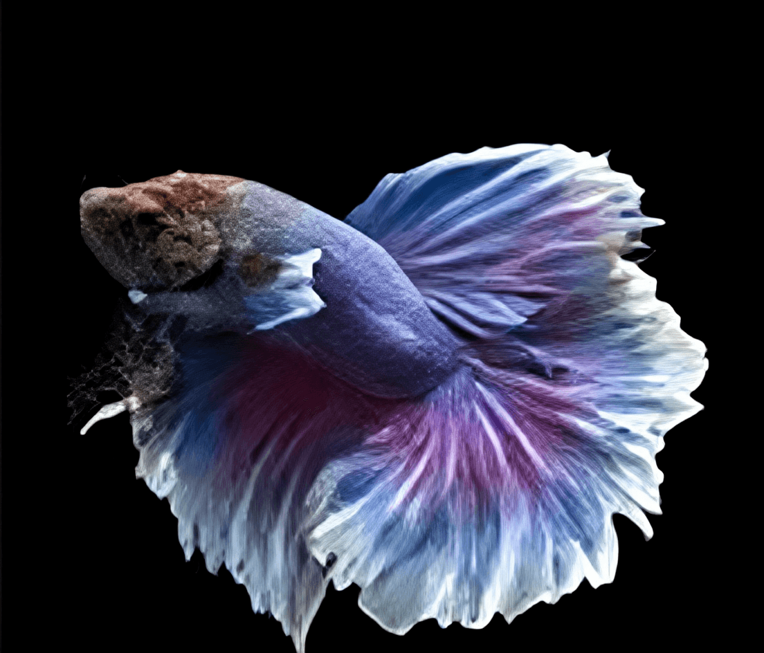 Ikan Hias Cupang Halfmoon Lavender