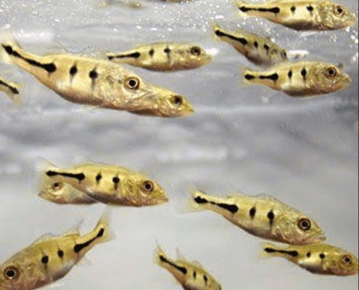 Ikan Peacock Bass Mono