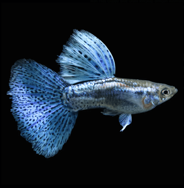 Ikan Hias Guppy Blue Grass (Pair)